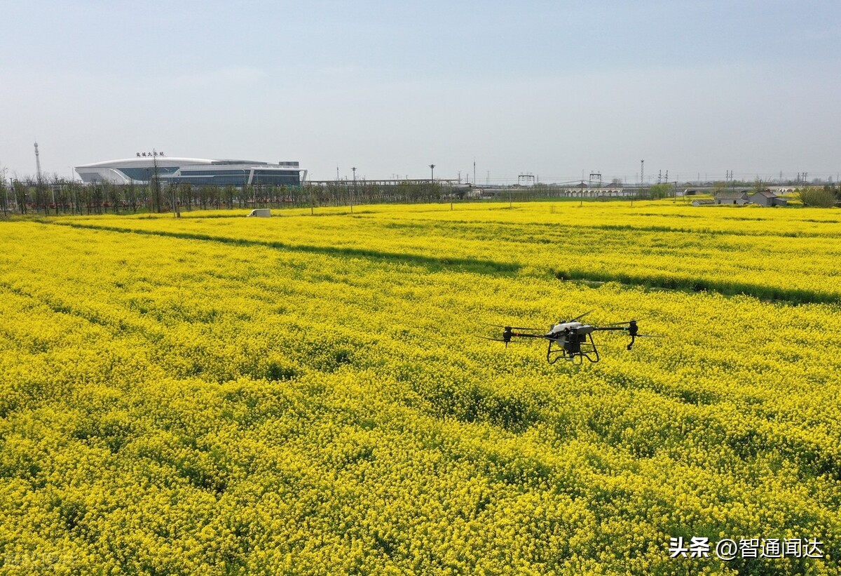 分析纯磷酸二氢钾使用注意事项,磷酸二氢钾控旺浓度多少合适
