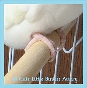 虎皮鹦鹉绿和蓝哪个基因强,虎皮鹦鹉白化红眼基因