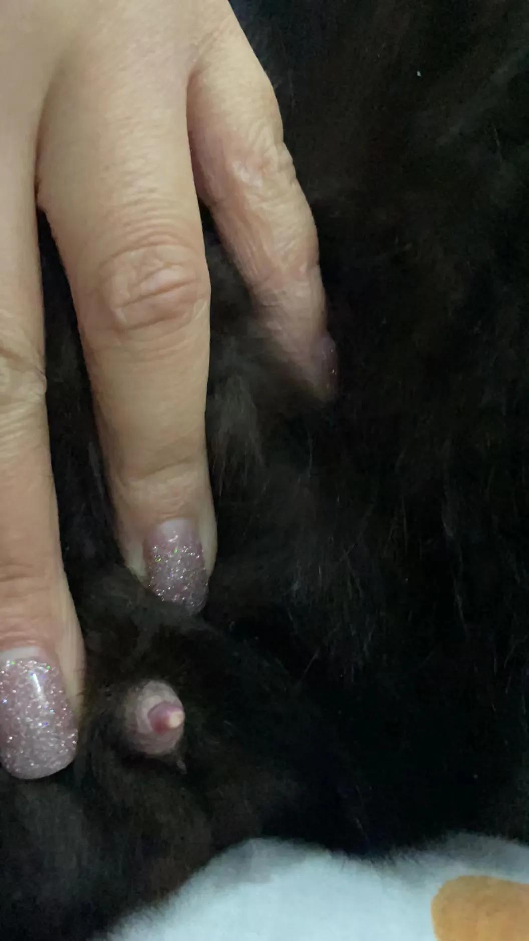 猫膀胱结石中医,治猫咪尿结石中药