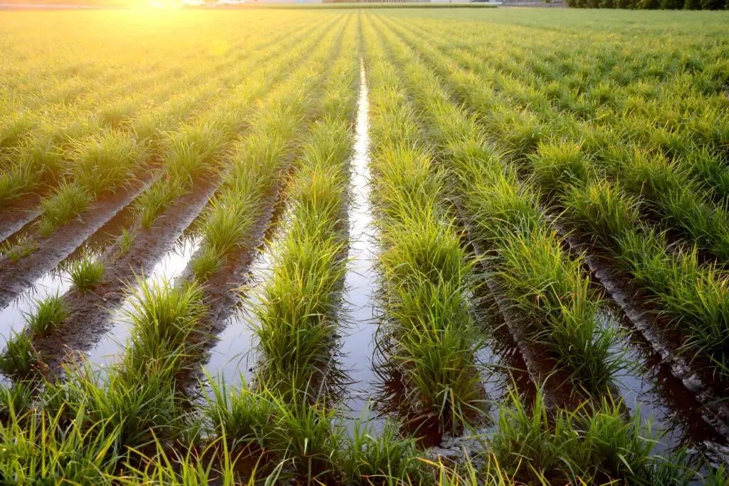 插上科技“翅膀”，油莎豆事业进入智能机械时代！