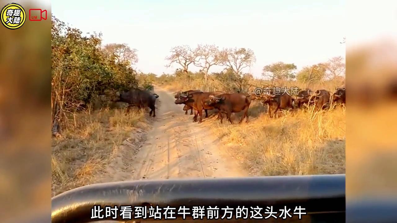 母牛救野牛视频,母牛救小水牛完整视频