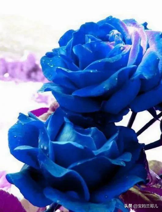 漂亮又特别的玫瑰花图片,特别漂亮的彩色玫瑰花图片