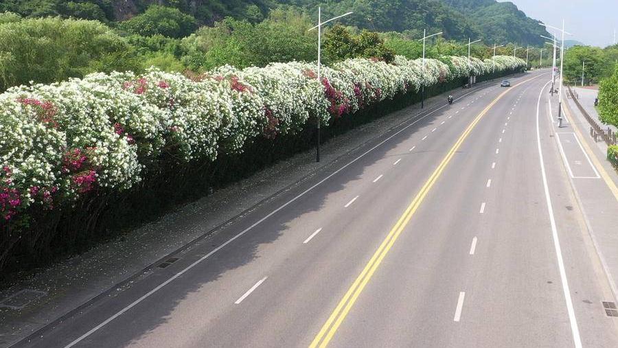 石楠那么难闻为何还要大量栽植,石楠树的味道为什么那么难闻