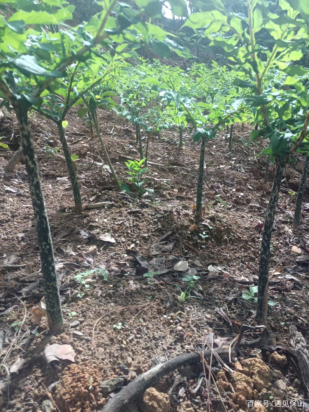 魔芋产业奏响乡村振兴进行曲,魔芋产业助推乡村振兴示意图