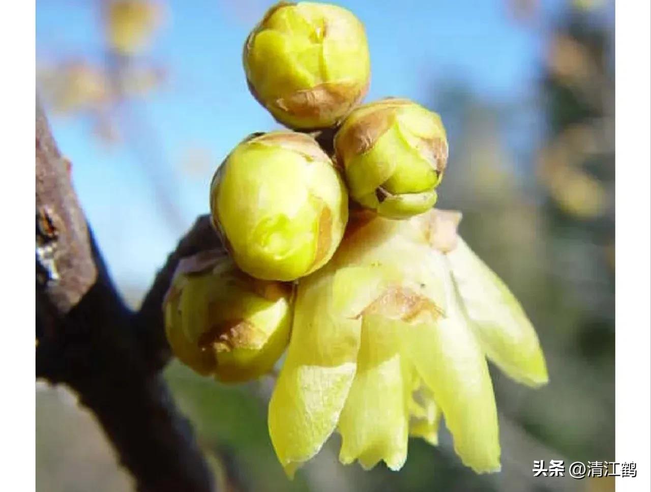 蜡梅夏季管理,秋季腊梅管理