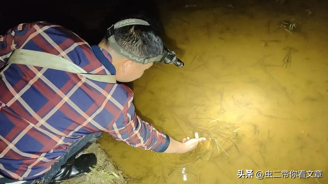 农村专业抓黄鳝也能致富,在农村逮鱼黄鳝真的能赚钱