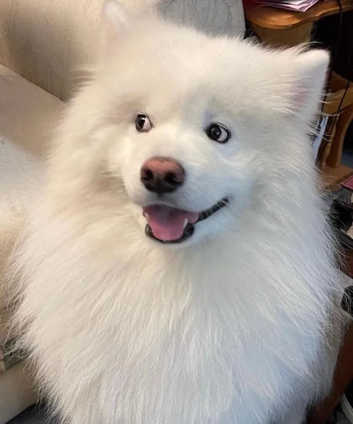 金毛误入地铁站后续,金毛闯地铁