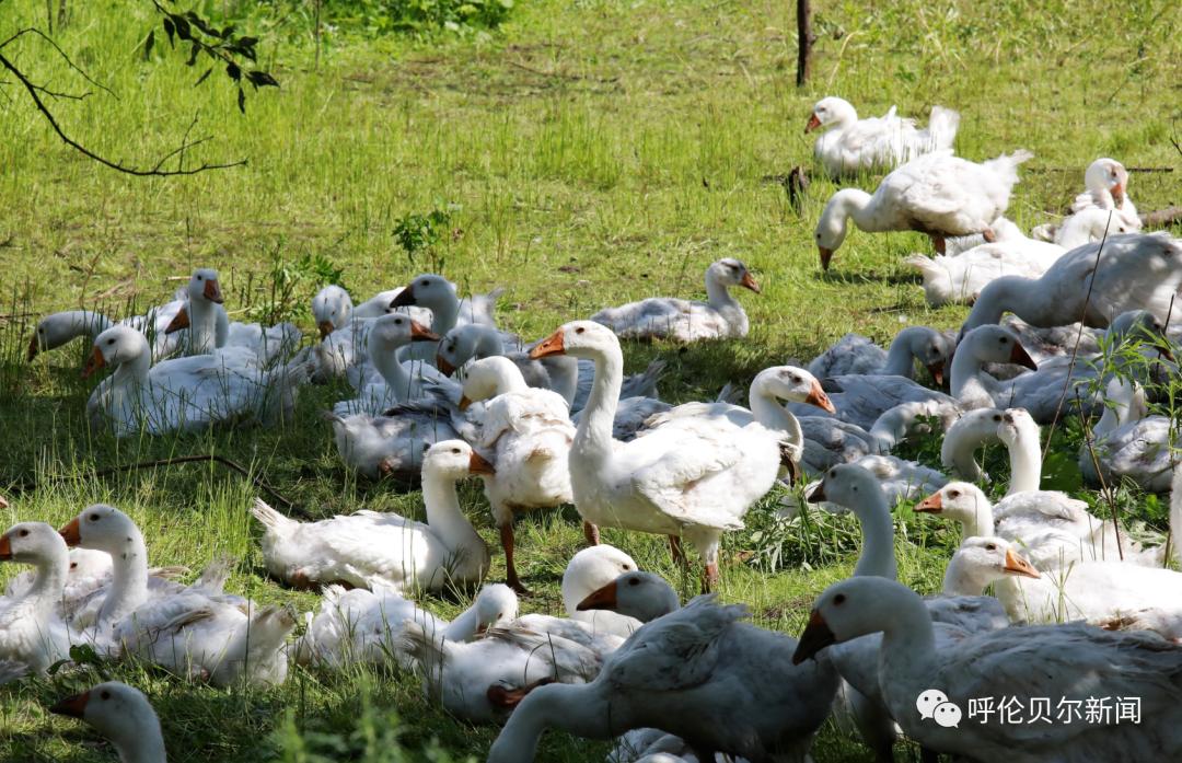 呼伦贝尔：做大生态“绿银行”托起百姓“致富梦”——深入践行习*平近**生态文明思想系列报道之六