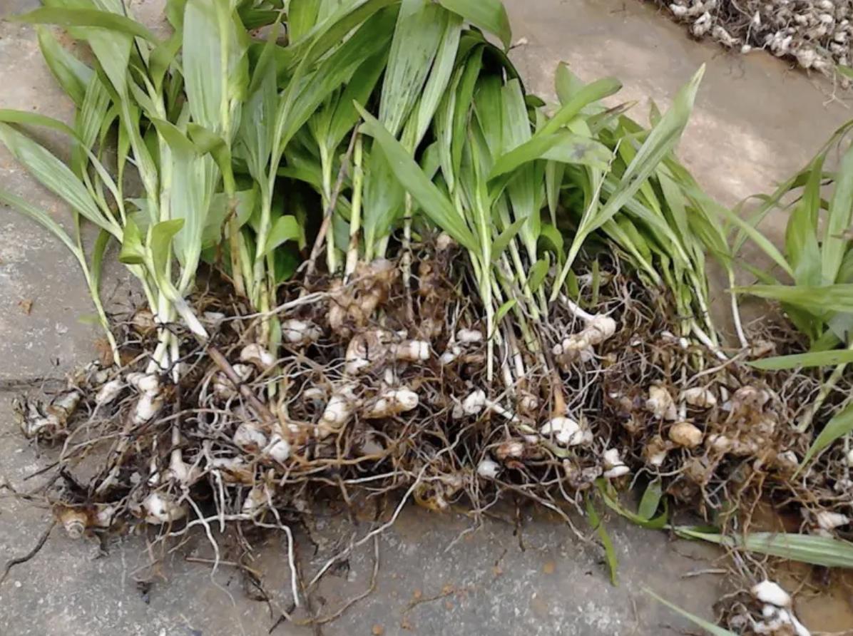 生长在小溪旁边的草,在溪水边生长的草