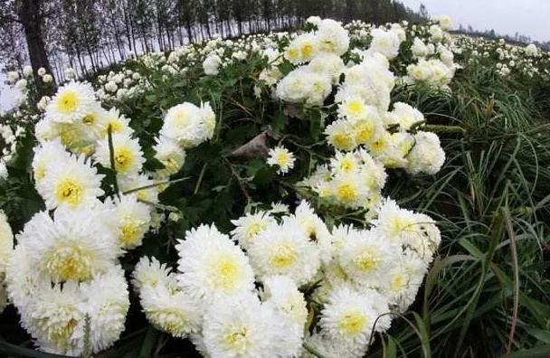 菊花泡水用什么茶叶好喝,菊花泡水用什么菊花降火