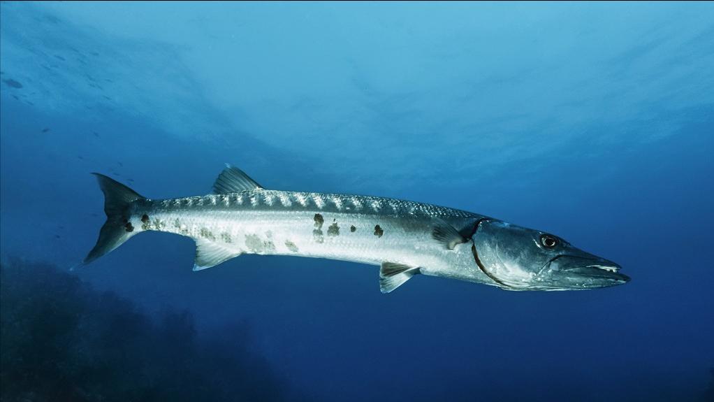 比巨齿鲨更恐怖的十种海怪,比巨齿鲨可怕的六种海怪