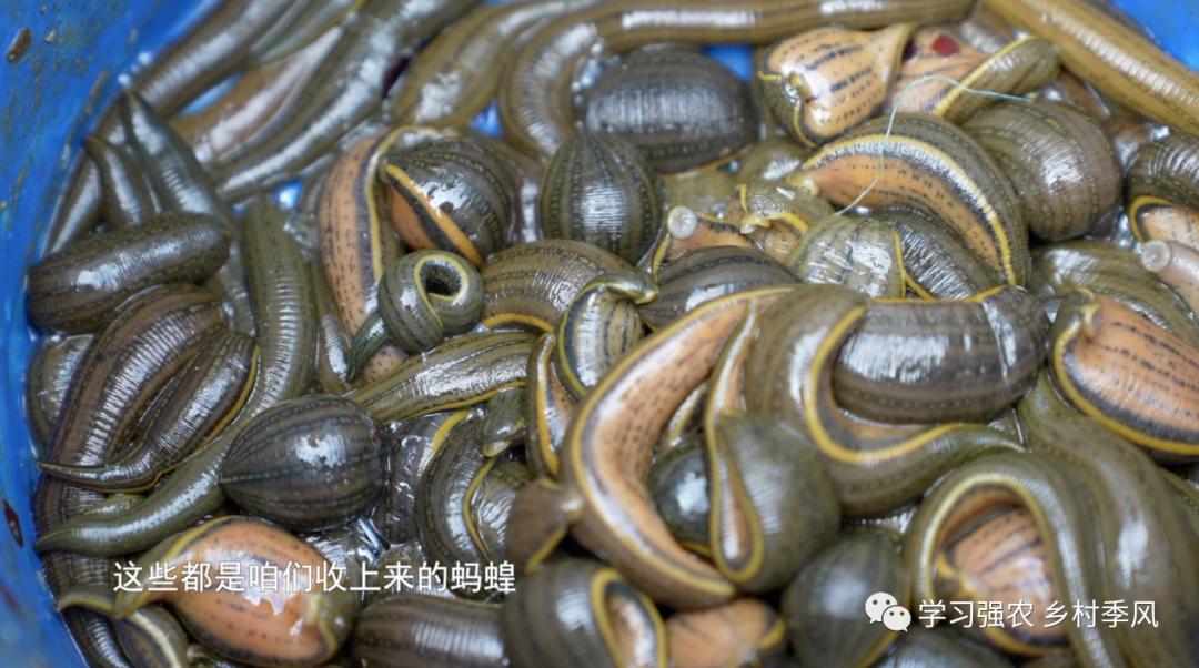 王振民的“蛭”富经