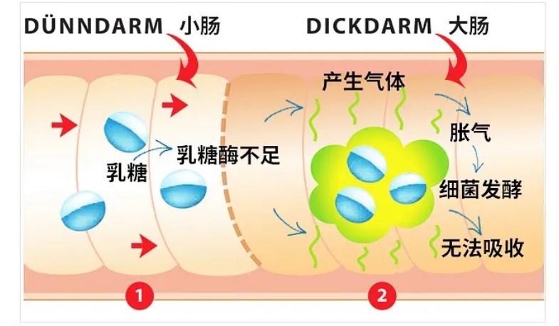 骆驼奶羊奶牛奶哪个含钙量最高,牛奶羊奶骆驼奶哪个最容易消化