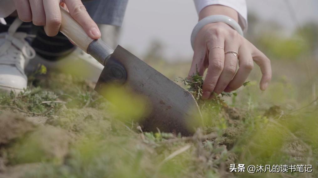 秋天郑州挖野菜的好去处,郑州挖野菜的好去处