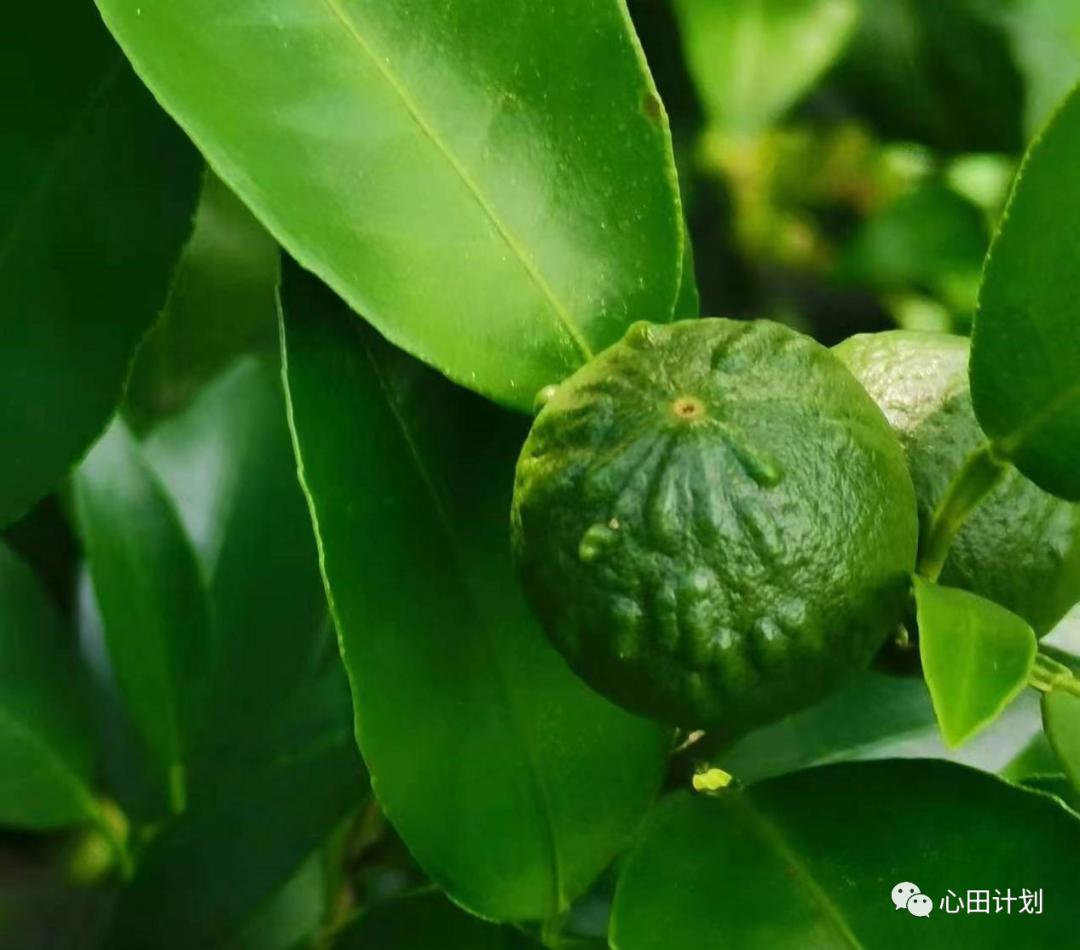 桂林唐世荣:我从农化种植转向生态有机种植,爬过的那些“坑”