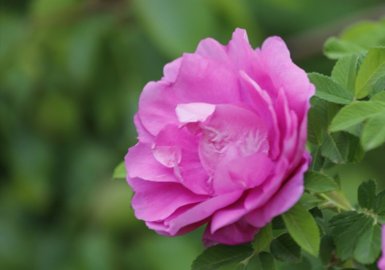 平阴玫瑰花原创包装设计,平阴玫瑰花生产厂家电话