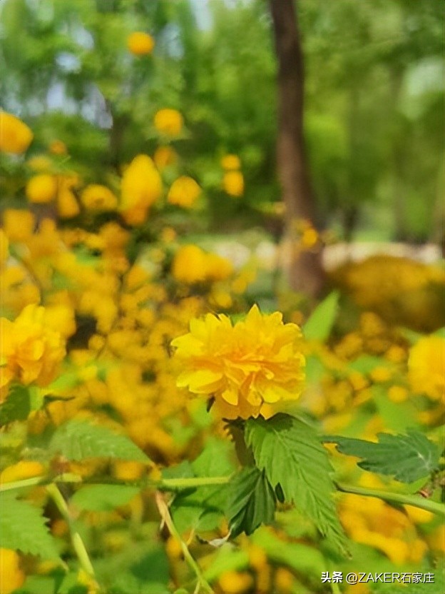 石家庄早新闻,早新闻完整内容