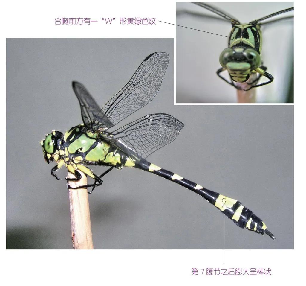 32种昆虫简介思维导图,32种食用植物