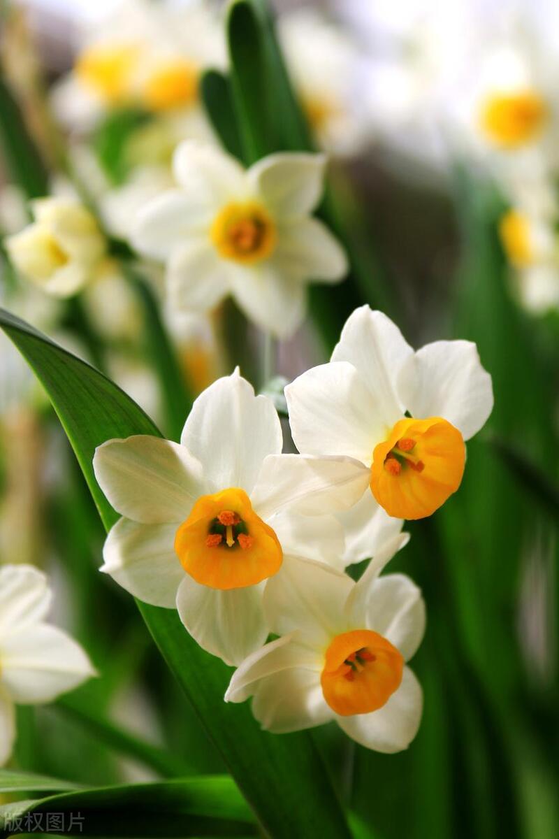 给好朋友送什么花比较合适,送朋友的花送什么比较好