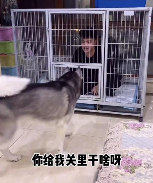 全网最听话的奥斯卡二哈,一只被主人逼疯的二哈奥斯卡