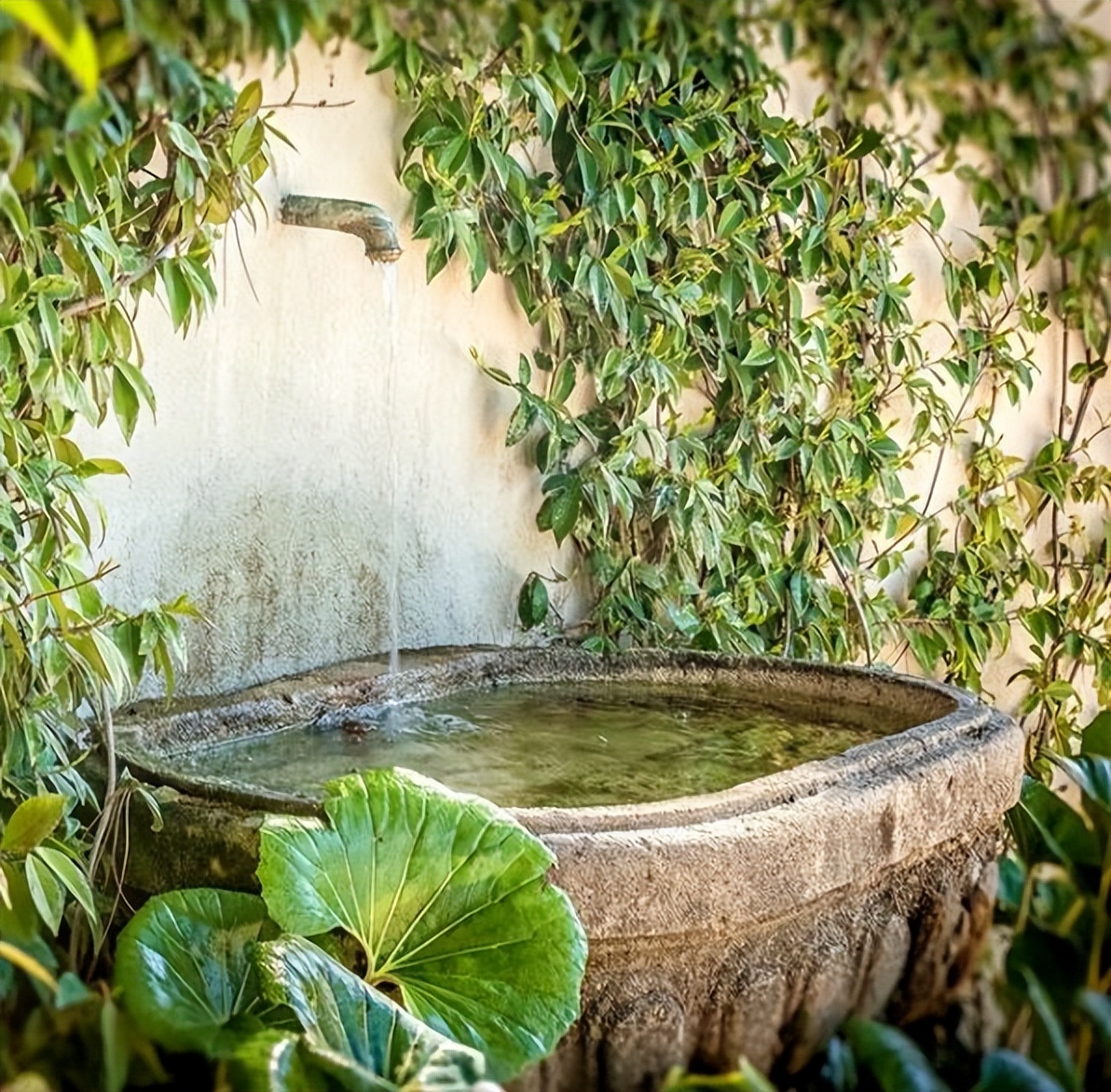 植物墙如何布置,如何培育植物墙