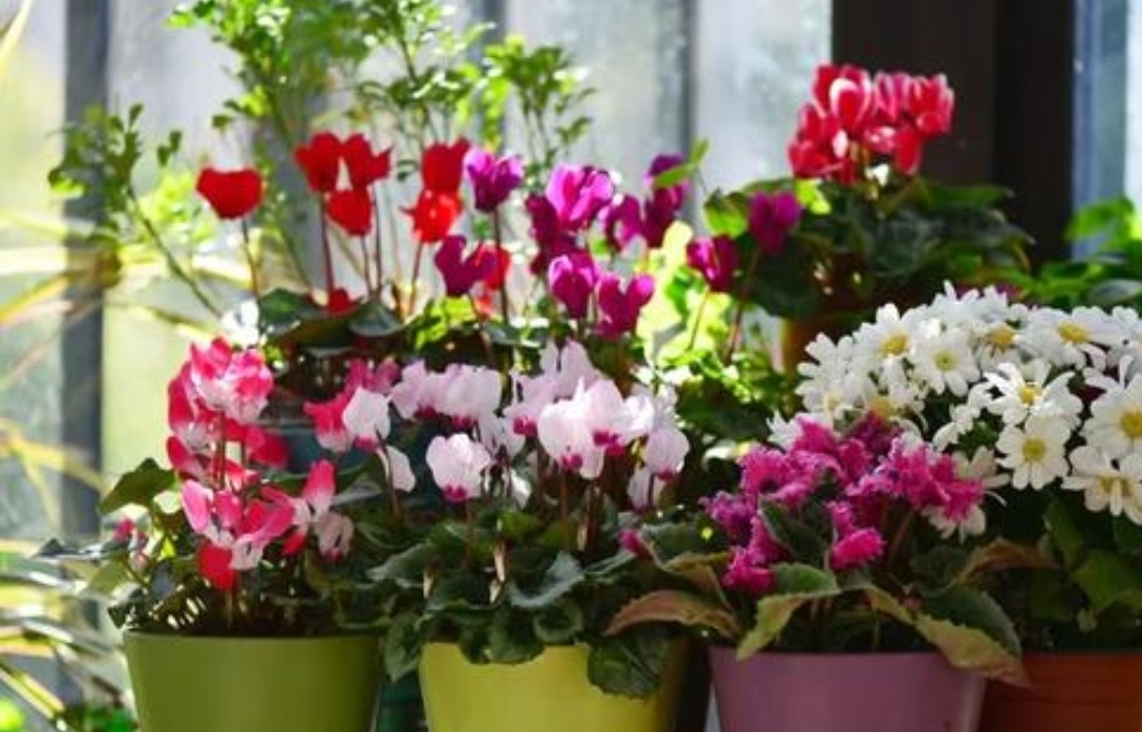 3月份的仙客来怎么养护,刚买来的仙客来怎么养护