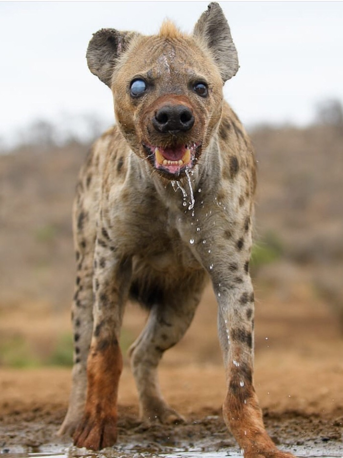 31张诡异生物照片,31张罕见的海洋生物照片
