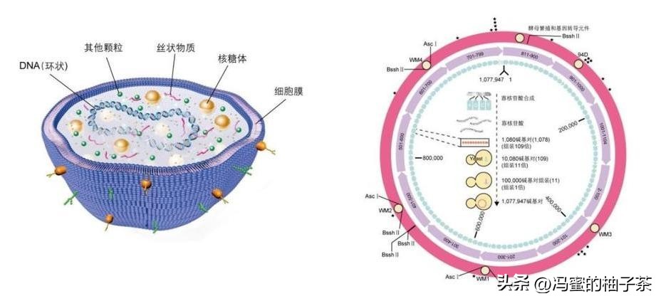 探索人工多酶网络构建代谢的优势:一种新的途径吗？