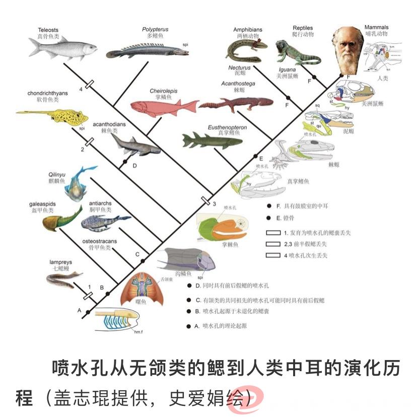 云南5亿年前鱼化石,中国远古鱼类化石