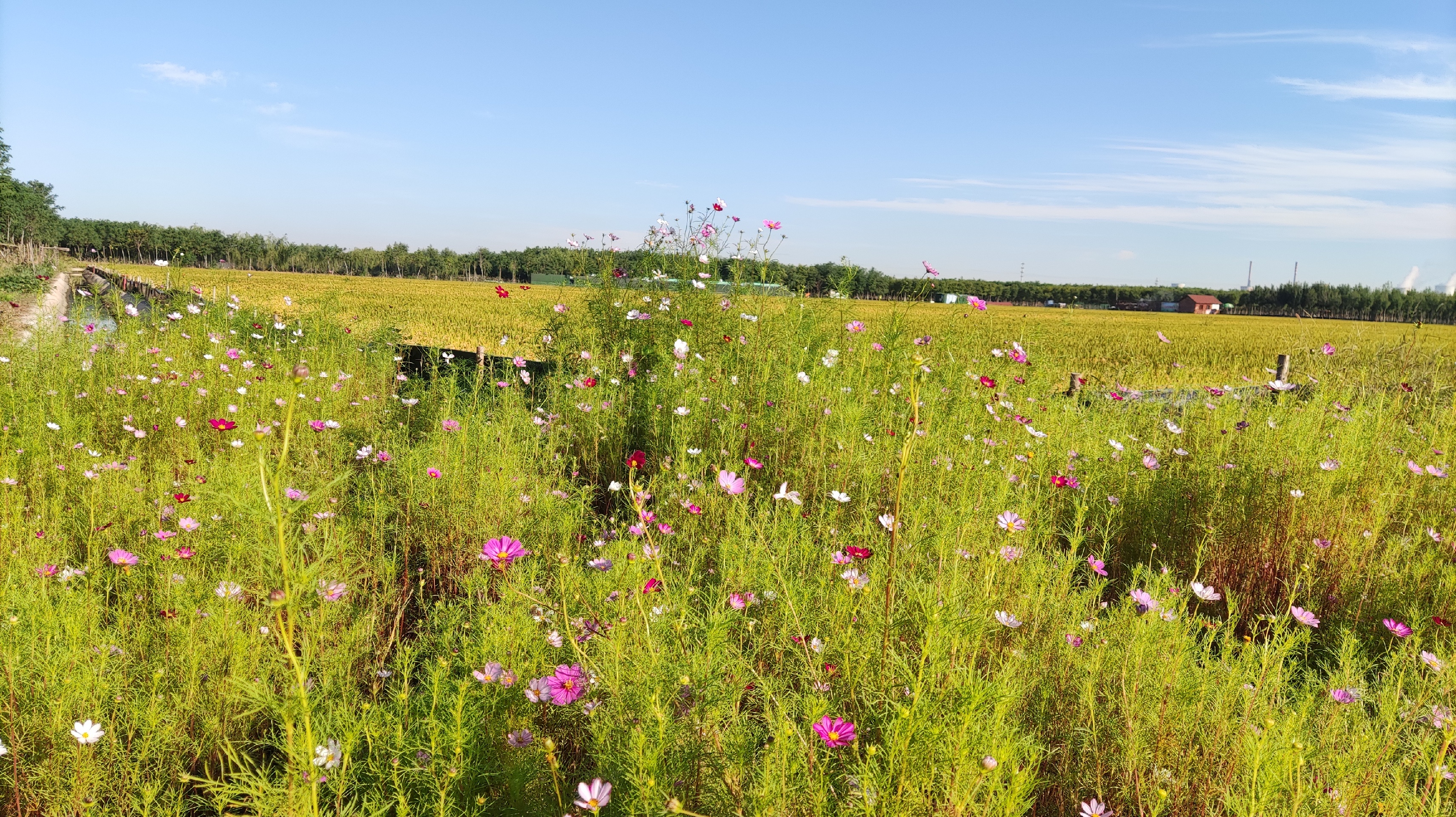 天津咸水沽旅游攻略,天津津南咸水沽美景