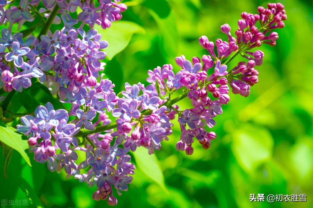 晚春诗词美篇,晚春诗朗读