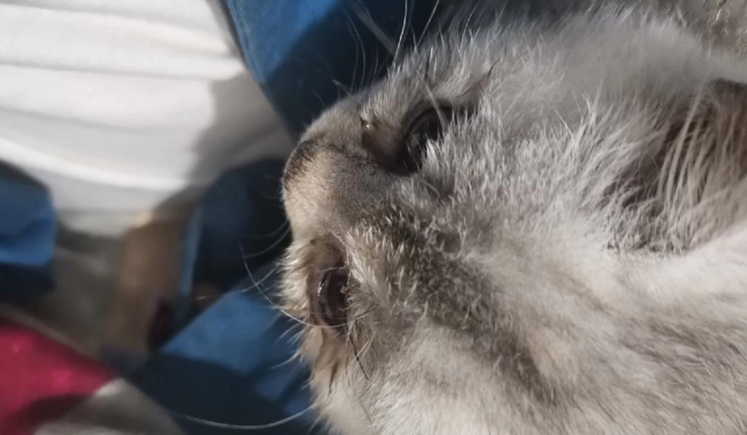 猫咪流鼻涕疾病在线咨询,猫咪是不是得了呼吸道感染病