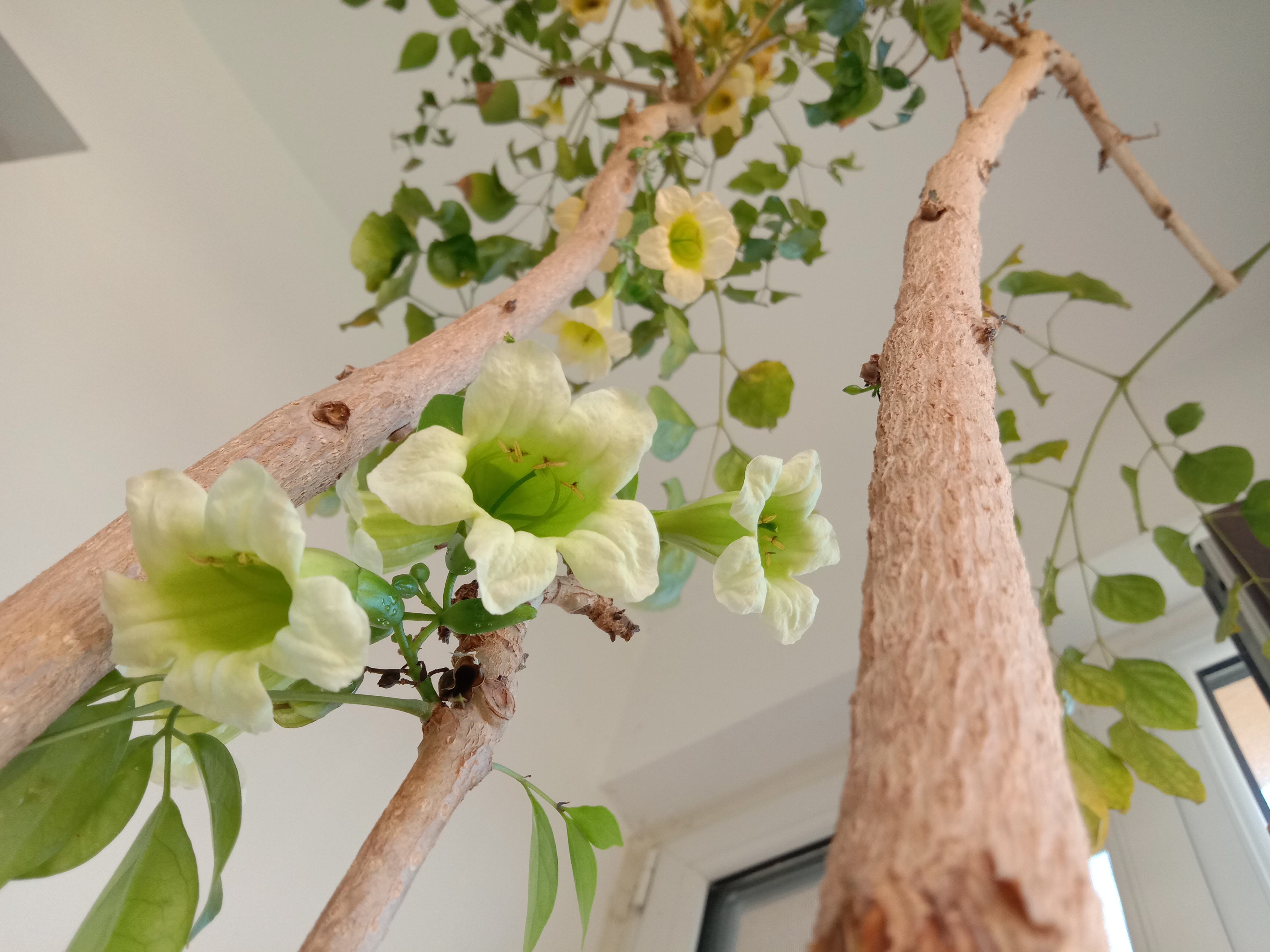 越养越吉利的三种花有哪些,家里养的吉利花有哪些