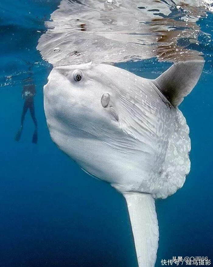 四十四个世界上最巨大的物体 (世界上最奇葩的巨型物体)