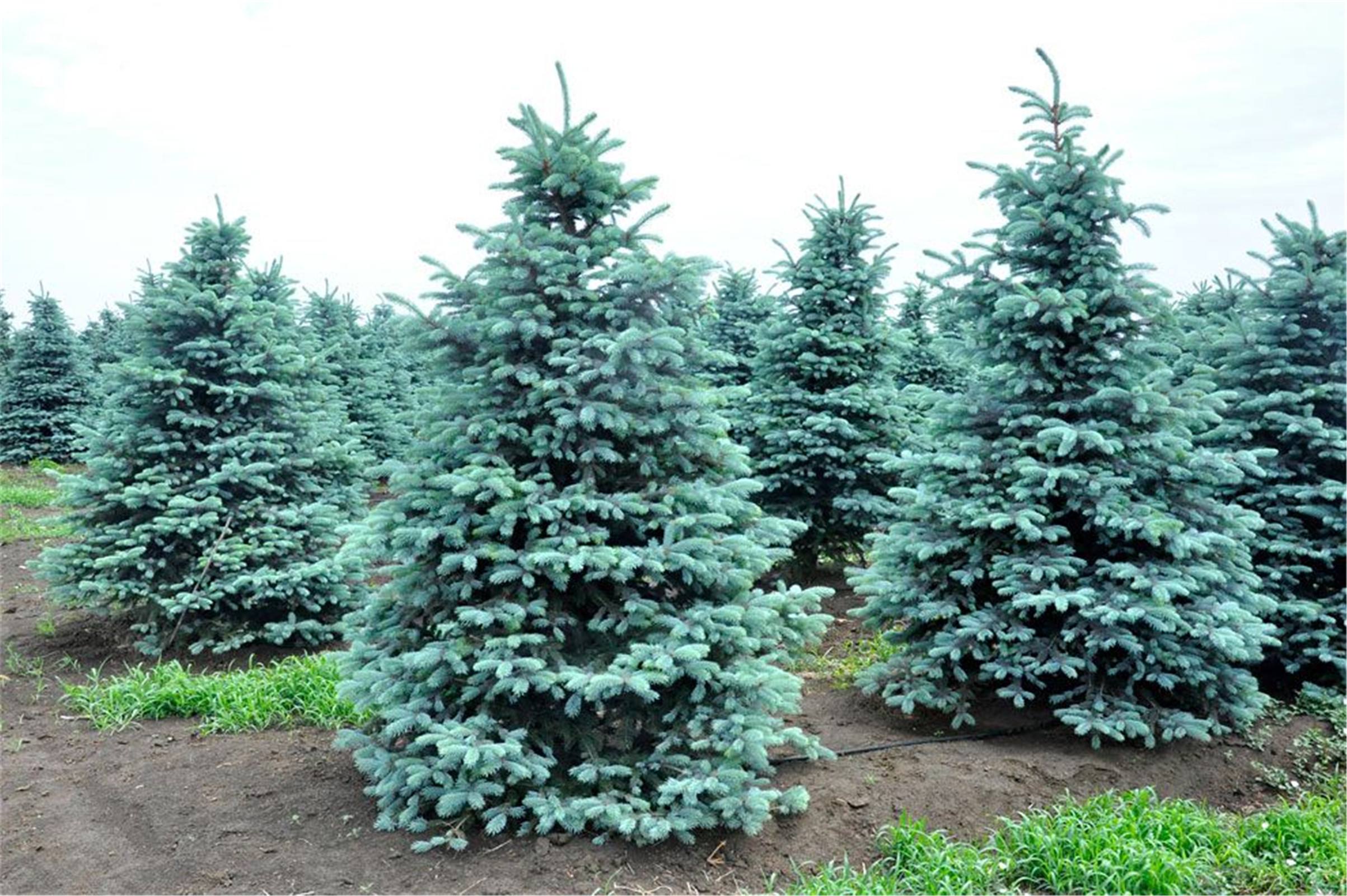 63个从国外引进的树，2个价格跌了95%！还有3个只能砍了当柴卖