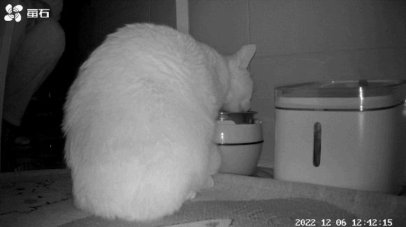 养猫的100个怪癖,养猫变态