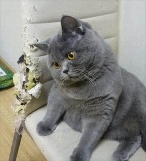 被弃养过三次的猫,弃养率极高的五种猫