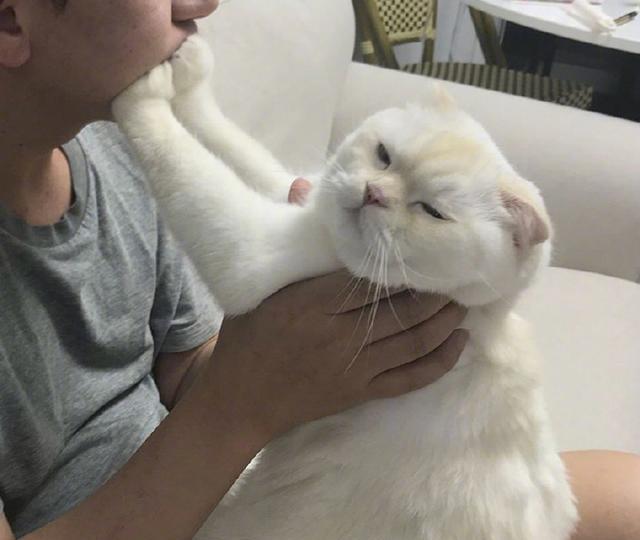 一般人真的不要随便养猫，这些危害，不是谁都能接受