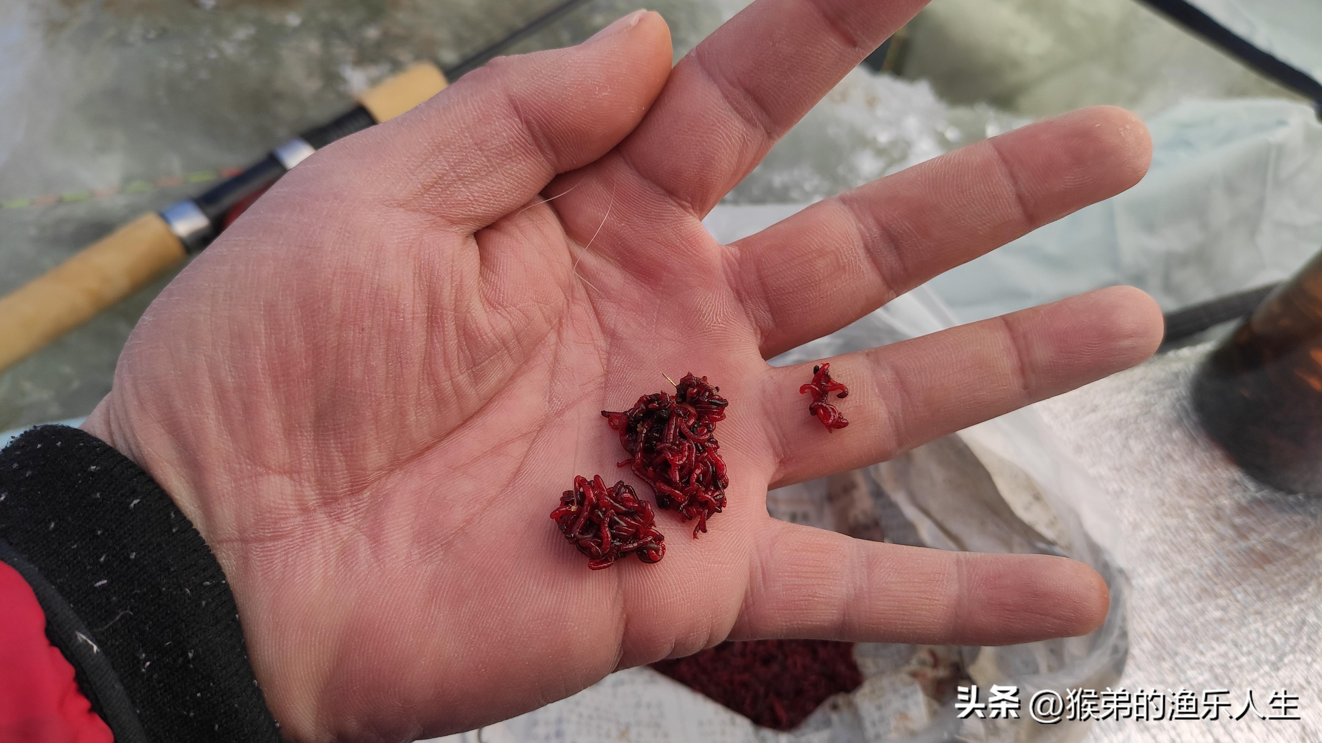 夏季红虫钓鱼技巧与饵料,冬季红虫钓鱼逗钓技巧