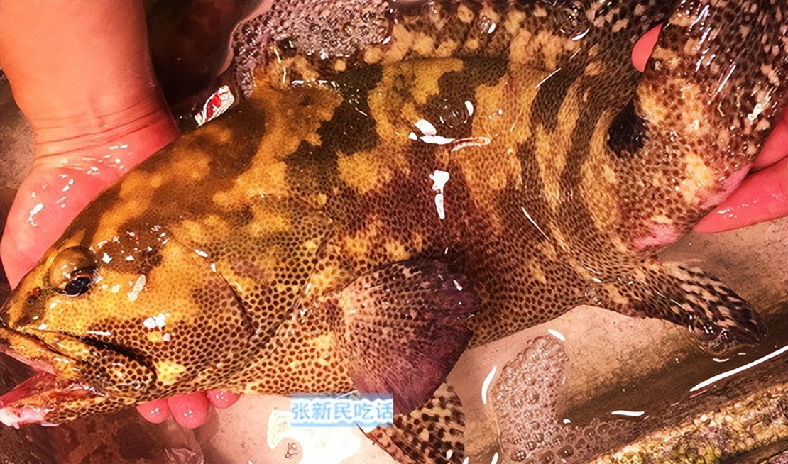 马鞭草和鹿衔草对养殖虎龙杂交斑生长与免疫影响的研究