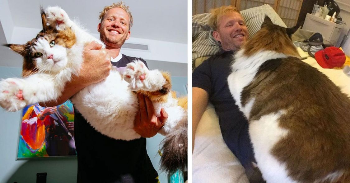 比你想象中还要大的巨型动物,十种消失的巨型动物