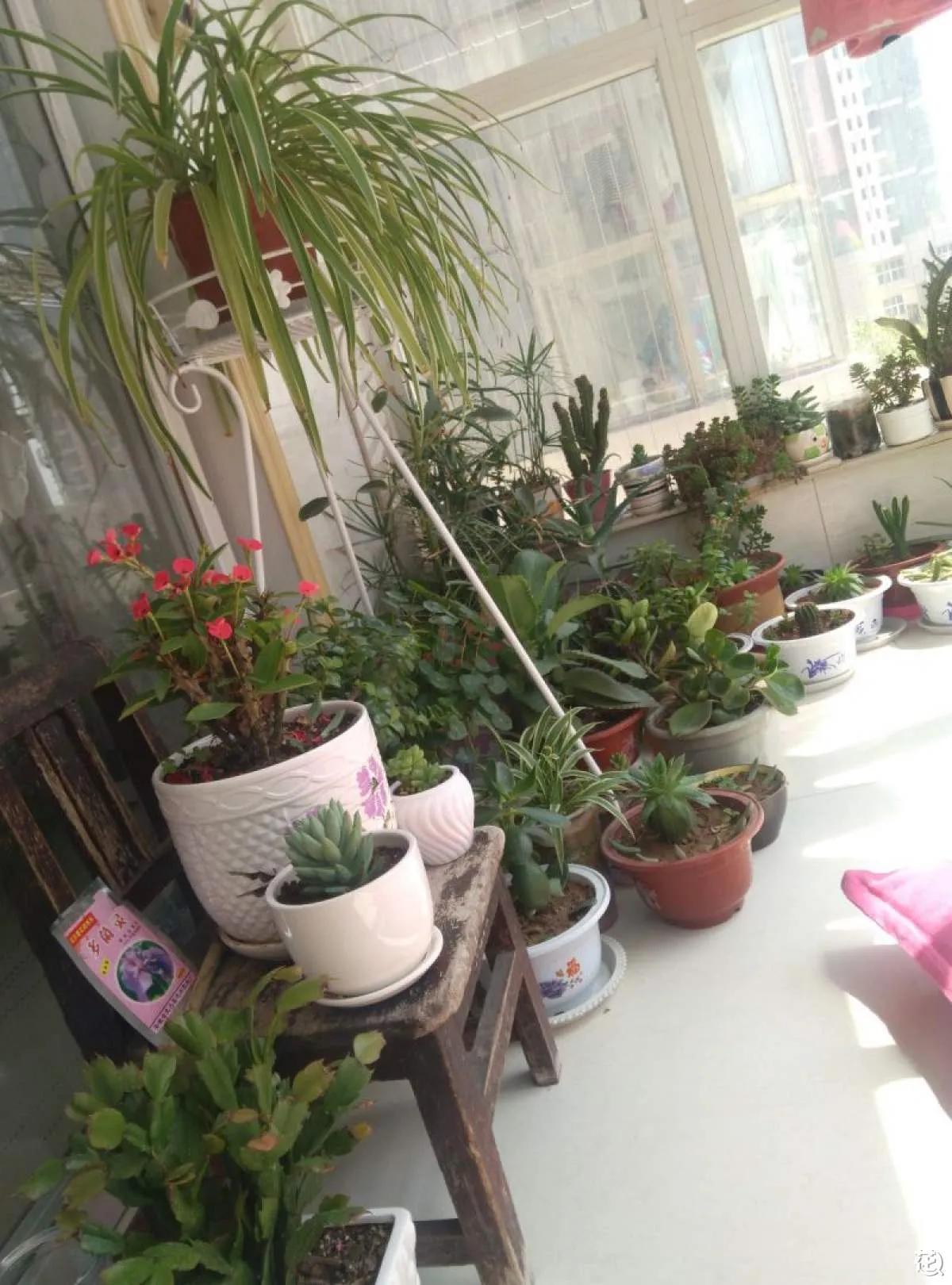 90后将天台改造成空中花园,90后姑娘回家改造楼顶花园