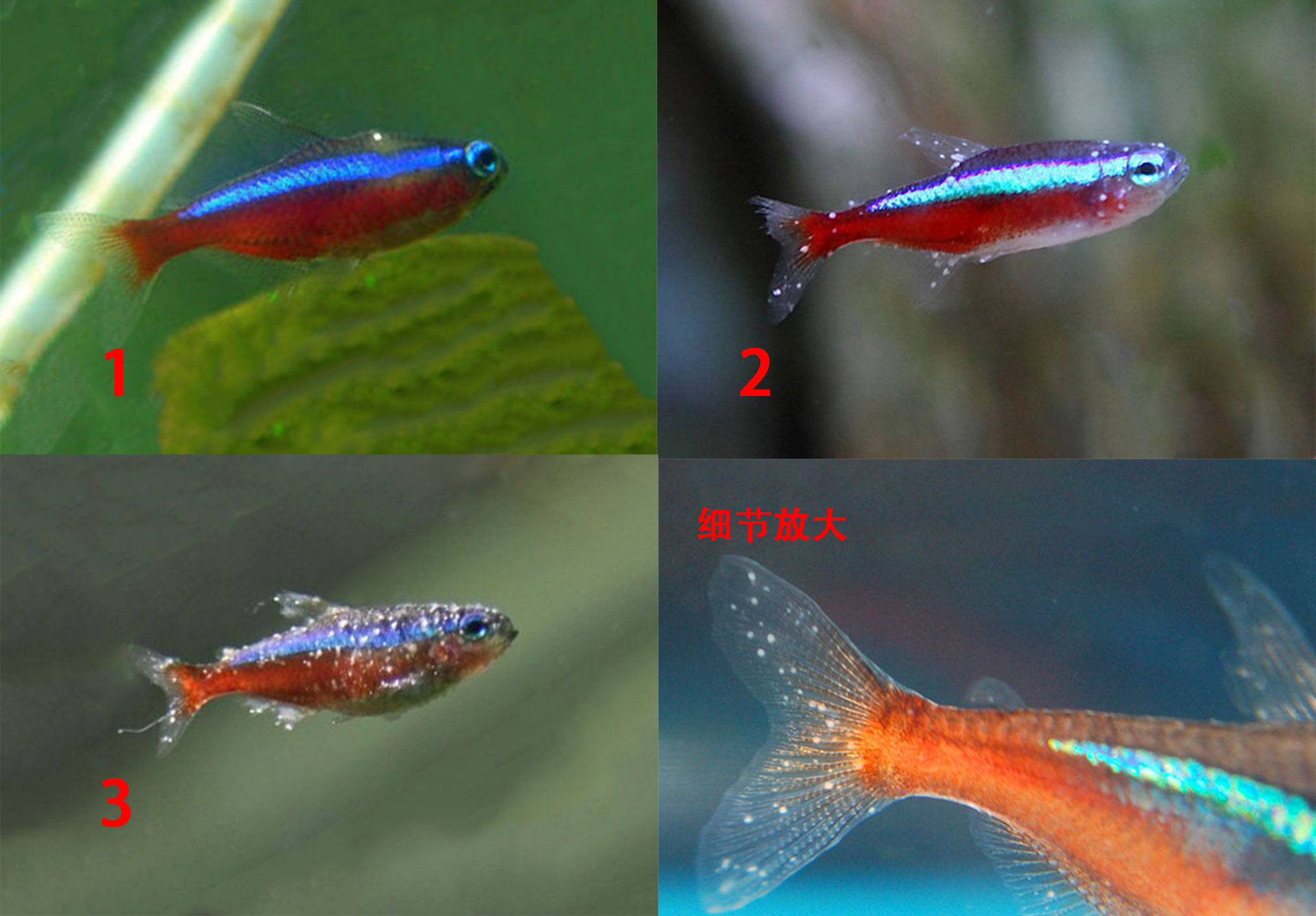 鱼得了白点病的最佳治疗方法,白点鱼病需要什么药治疗