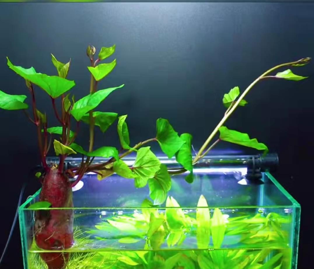 水培红薯需要换水还是添水,红薯泡水盆栽养鱼