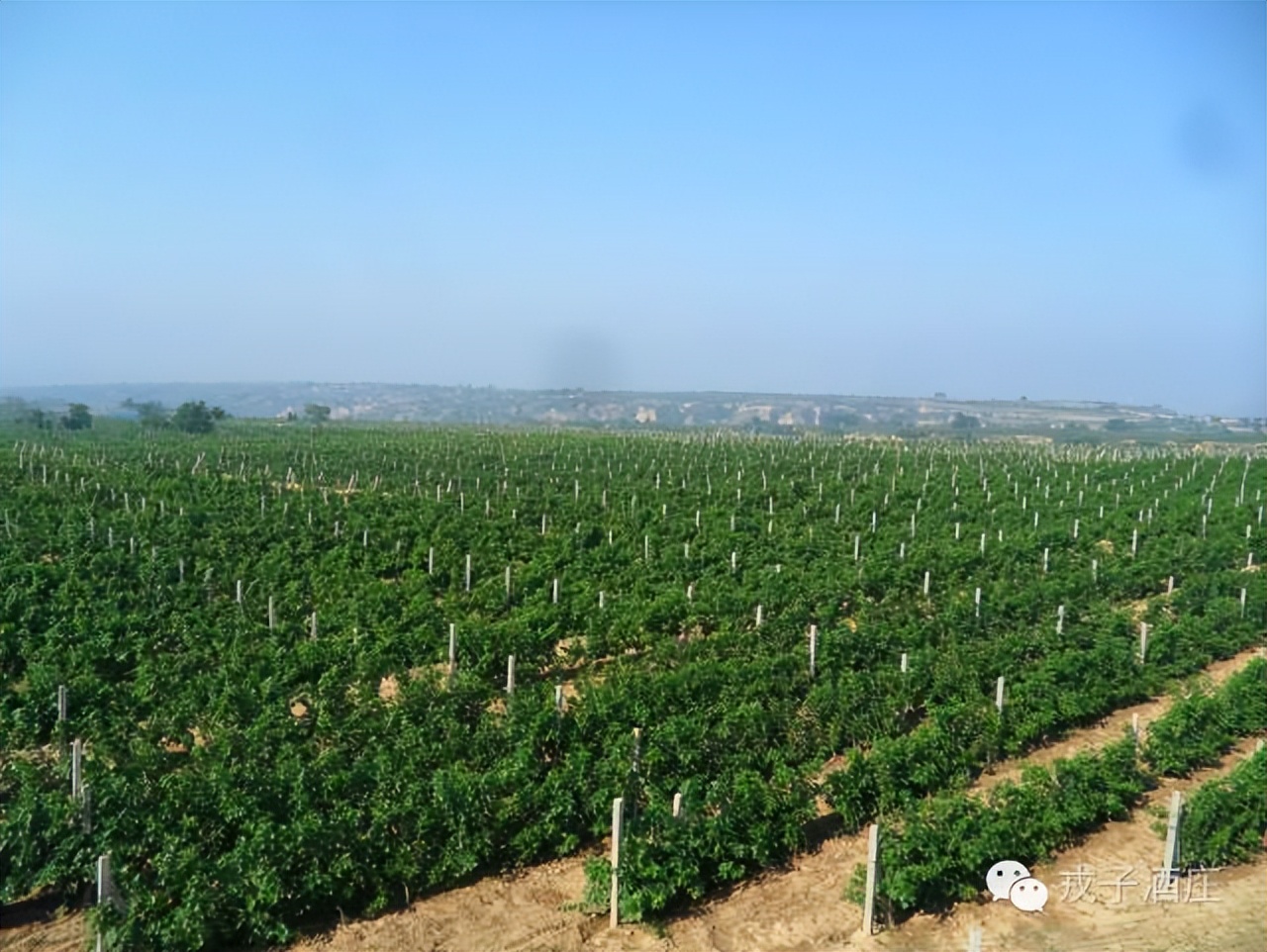 戎子酒庄葡萄酒酿造时间表,戎子酒庄的经济优势