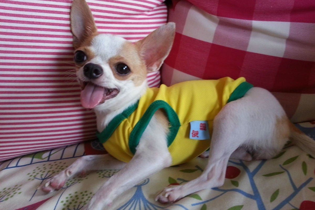 吉娃娃嘴越来越歪,吉娃娃很臭是怎么回事