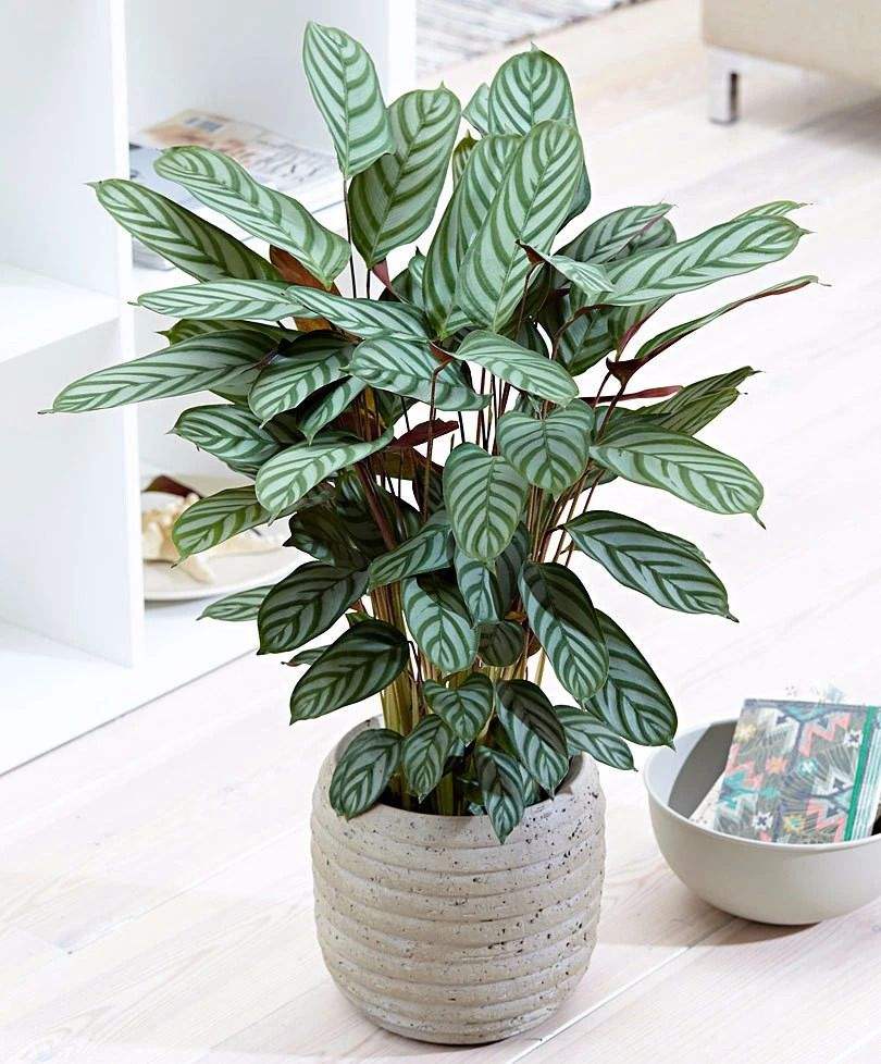 治愈系盆栽绿植推荐,室内小型绿植花卉推荐品种