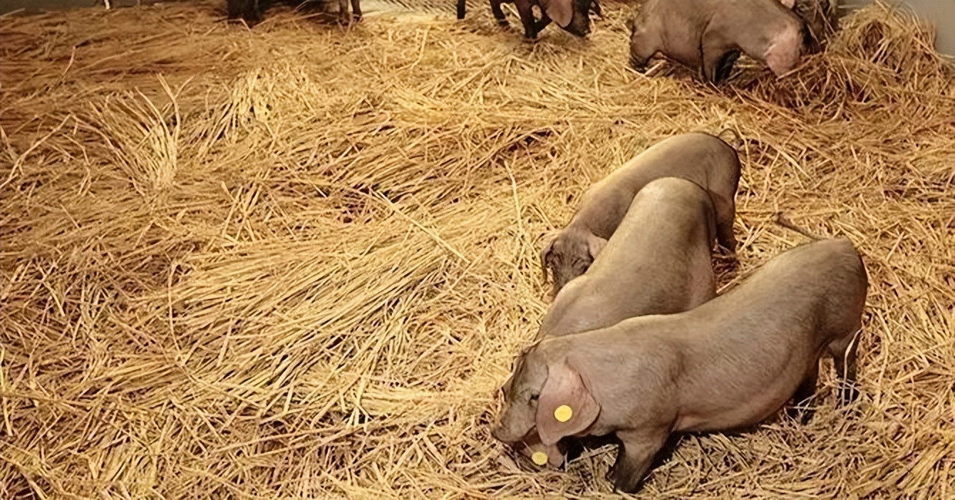 网易的养猪场现在怎么样了,网易养猪场现在怎么样了2020年