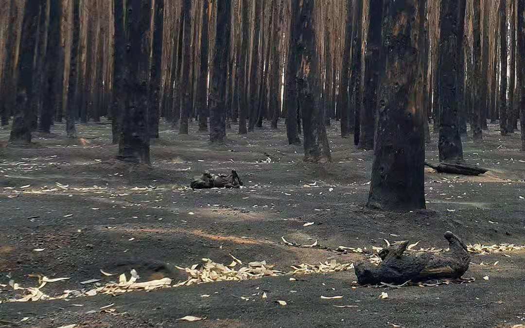 古代军队死伤率,古代军队征战云南