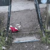 这衣服怎么穿内衣呀?不穿内衣怎么挺起来啊?